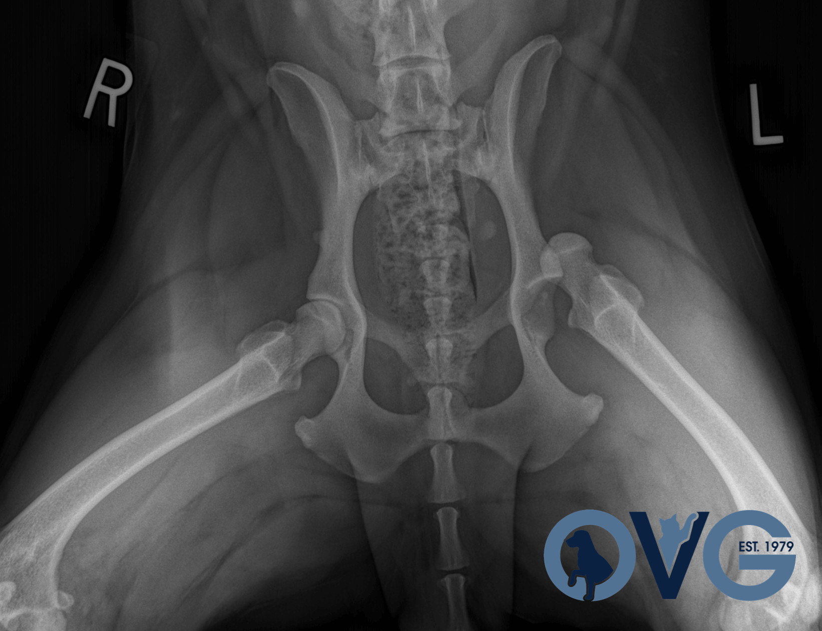 Coxofemoral Hip Luxation Oakdale Veterinary Group